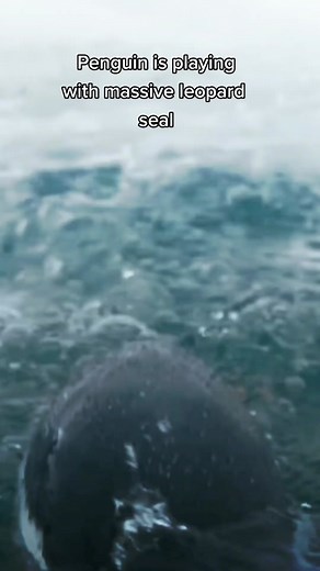Penguin Escapes Leopard Seal Encounter in the Deep Ocean