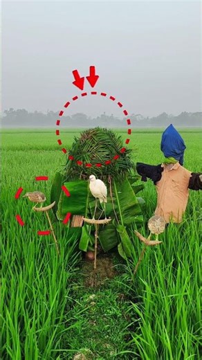 The buck will call the bird.