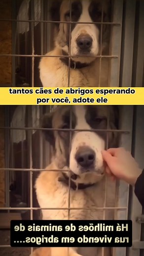 Adote um cãozinho de rua ou de Abrigo e você vê como ela vai te fazer feliz | Adote um amor Ofc