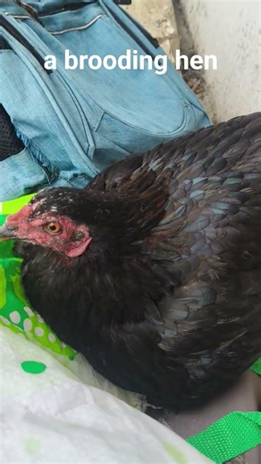 A BROODING HEN (naglumlom nga manok)#brooding #hen #shorts