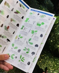 🕵️‍♂️Instant identify 10,000 plant species by using AI technology with 98% accuracy. 👥6,500,000 users in 100 countries. 👏Try it. | PictureThis