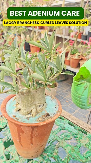 4K views · 266 reactions | How to Identify and Fix Cordex Plant Rot |...