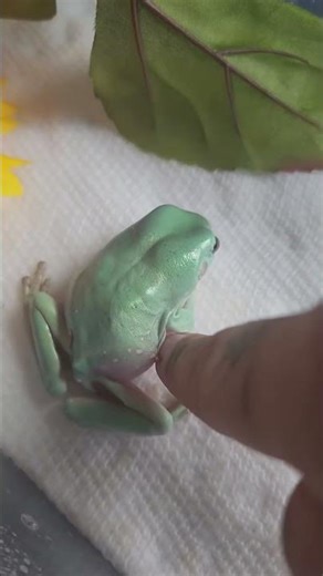 Frog eating bees #nature #naturelovers #relaxing #relaxingmusic #relaxationfilm #frogs #bees