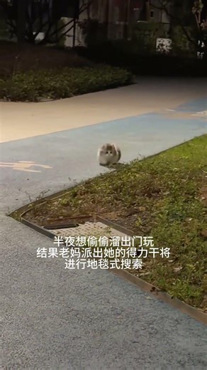 Mom, go and search for me Minut short-legged cat, Napoleon cat, me and my cat, cute pet debut pl