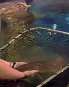 20K views · 91 reactions | Meet one of our brownbanded bamboo sharks...