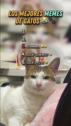 Los Mejores Memes de Gatos 😹🐾