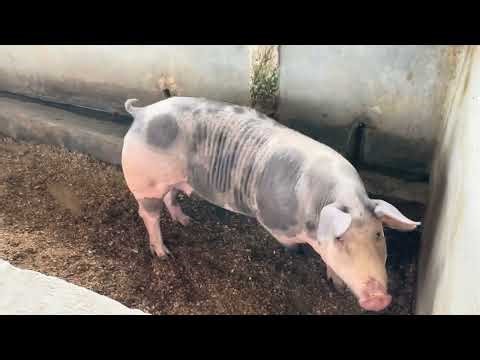 Mixed farming