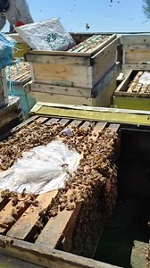 2.7K views · 12 reactions |  . Cr tolouei_apiary . . . . . #bee #beekiping #beekeper #honey #زنبور #زنبورداری_مدرن #زنبورداری #زنبورعسل | Honey Bee Swarm Catching | Facebook