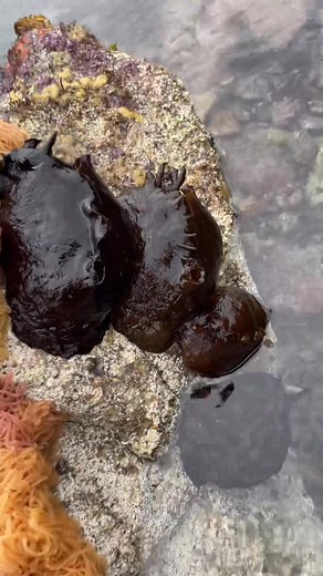 Slippery slugs #sealife #slug #eggs | SMASH Fishing