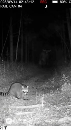 Trail cam....31? I'm considering moving #cryptids #cryptid #bigfoot #greece #ancienthistory