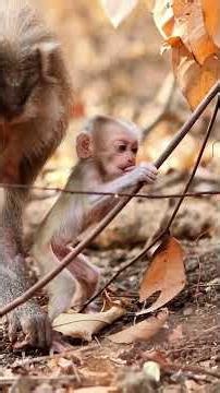 A Day in the Life of a Forest Dweller