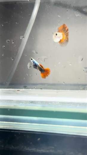 2 trios of pure strain guppies off to their forever home #animaladoption #forsale