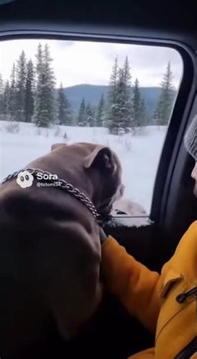 🐺 Wolf Attacks Dog in Car – Intense Fight Caught on CCTV 💪