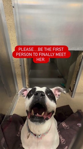 410 Days Invisible: Help Us Save Sheeba Before It’s Too Late 💔🐾