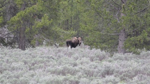 Idaho Fish and Game investigating illegal moose killings near Elk River, Clarkia