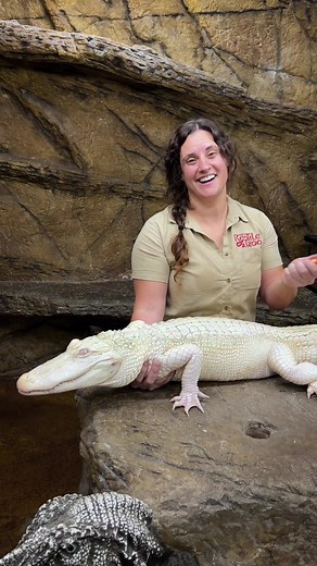 All hail Coconut the albino gator queen😳🐊 Today is spa day and that means washing and scrubbing to keep her looking clean and healthy🙌 As an albino American alligator she lacks melanin which gives her that bright white coloration and pink eyes, but it also makes her more sensitive to sunlight so proper care is extra important👀 Gators spend a lot of time in the water and their skin is covered in tough armored scutes called osteoderms that act like built in body armor🤯 They also have a powerf