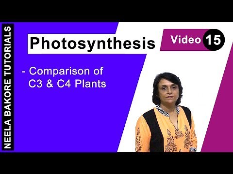 Photosynthesis | NEET | Comparison of C3 & C4 Plants | Neela Bakore Tutorials