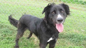 Pets for adoption at Oklahoma City animal shelter