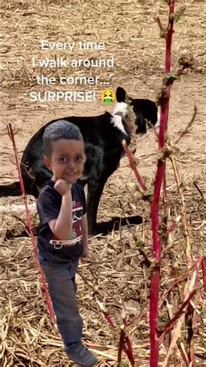 surprise from my favorite border Collie 💩🤮 #bordercollie #dogs #yardwork #poop #poopscoop