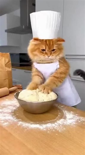 Grey Cat Chose Violence 😹 #catfunnyvideos #catlovers #cats #viralvideo #funnycat