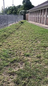 1K views · 42 reactions | Kobe spends time out on the yard with favorite people, he has a lot of fans! This 2 year old boy is available for adoption, check out his profile here!! He’s medium size and medium energy, he’s perfect! https://www.petfinder.com/dog/kobe-66141630/ri/providence/providence-animal-control-ri79/ | Providence Animal Control Center | Facebook