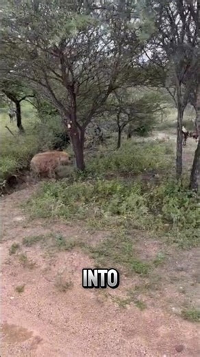 African wild dog attacks hyena #wildlife #animals