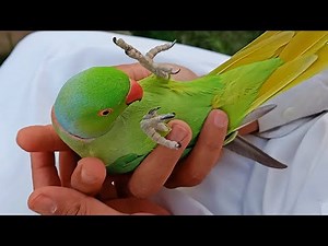 Petting My Lovely Parrots