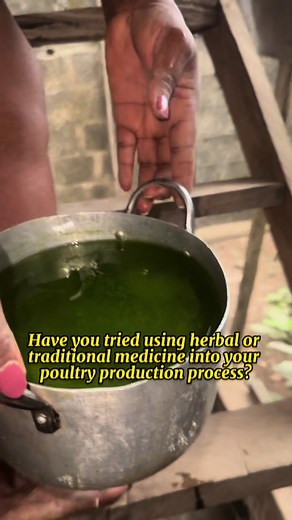 Natural Moringa Leaves Blending Method for Poultry farming
