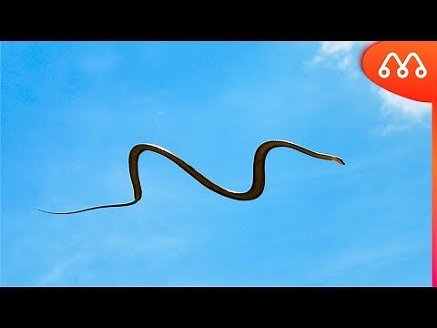 WHEN THE SNAKE CAN FLY