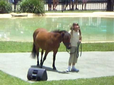 Bindi Irwin performs Wild Horses live!