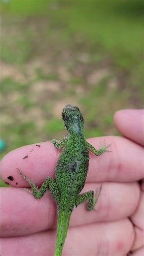 Saved a wild Green Anole and made a friend 🦎✨