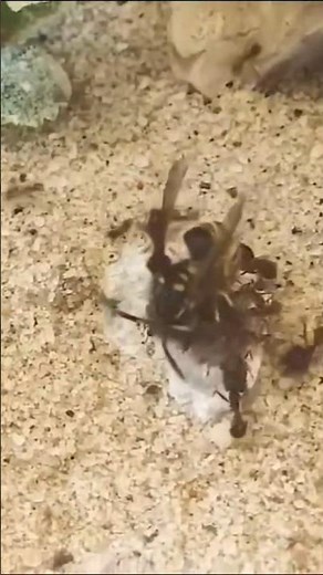 European Wasp vs Ants