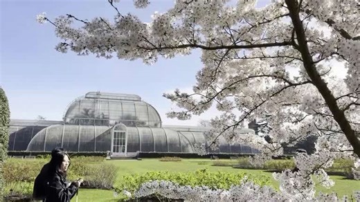 Cherry blossoms draw visitors to London's Kew Gardens