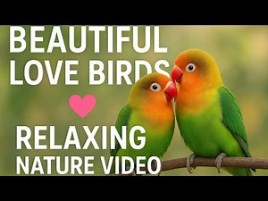 Beautiful Love Birds Full Video | Cute Couple Birds Moments with Relaxing Music | Nature Lovers