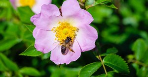 Cinq roses et légumineuses par jour ? Butiner des fleurs variées est bon pour la santé des abeilles sauvages