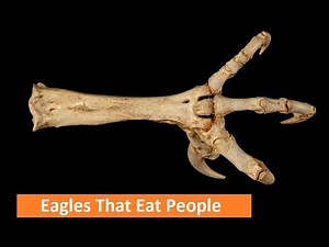 Falconry: Eagles That Hunt People