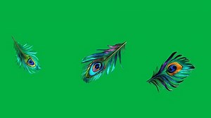 Colorful peacock feathers drifting downward 4K animation with green screen background