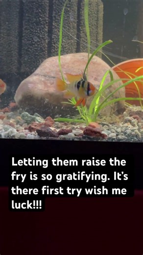 German Blue Ram Breeding. #Germanblueram #fish #fishkeepinghobby #fishbreeding