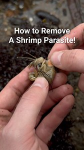 How to Remove a Parasite From a Shrimp! 😱 #animals #nature | Jacob Colvin
