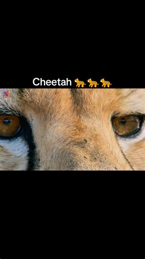 Cheetah 🐆🐆🐆 #animals #wildanimals #documentary #survival #wildlife