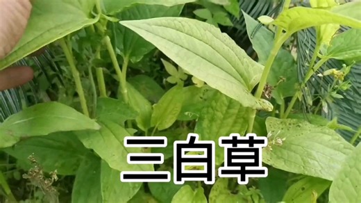 中草药三白草