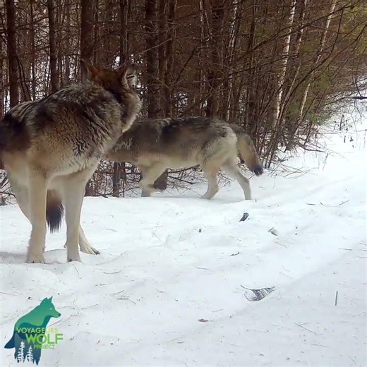 The Birch Bark Pack: Winter 2025