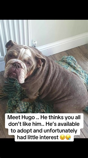 Hugo the Handsome Bulldog Needs a Loving Home