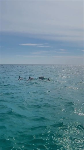 Swim where the wild things are. 🐬🌊 Our Dolphin Snorkel Tour brings you face-to-fin with the Gulf’s most playful locals. Adventure? Found it. Book your tour today: https://standrewsshellisland.com/dolphin-snorkel-tour/ | St. Andrews & Shell Island Adventures Florida