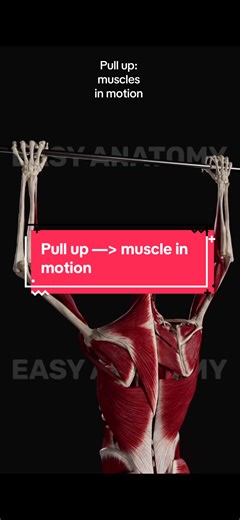 Pull up 💪 muscle in motion 💪app used @Easy Anatomy App 😍 use code anatomytv for 20% off 😃 #pullup #physicaltherapy #muscle #gym #exercisetiktok