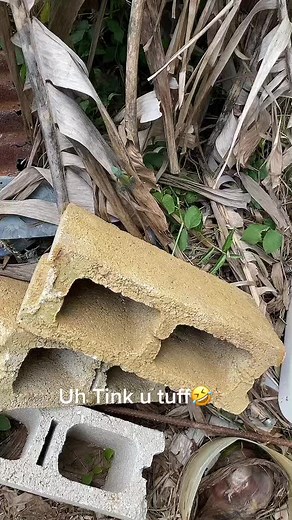 Adorable Small Lizard Exploring Its Natural Habitat