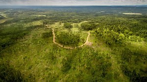 For Cash and Pride, Replanting Canada's Forests by the Millions