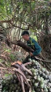 Lấy hạt đác #dirung #mavancach #hatdac