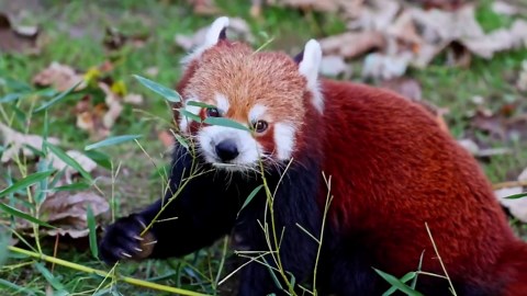 レッサーパンダ：絶滅危惧種となった原種パンダを間近で観察