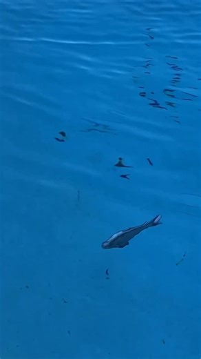 Green Leaf Lures on Instagram: "No matter how you fish this bait, the realism is there! #greenleaflures #swimbait #fish #swimbaitfishing #fishing #bigbait #bassfishing"